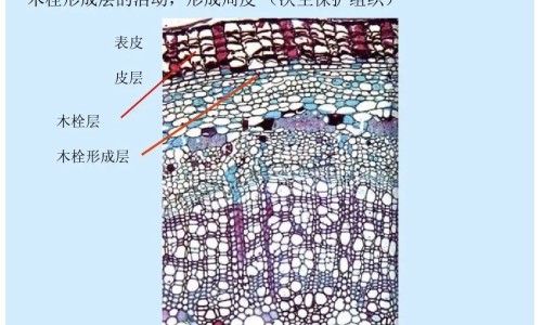 克里斯蜂胶功效网—知名的蜂胶的五大惊人功效网站,分享克里斯蛋白粉叫啥知识